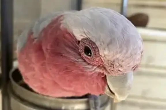 Missing Galah in Wingfield - Help Find!