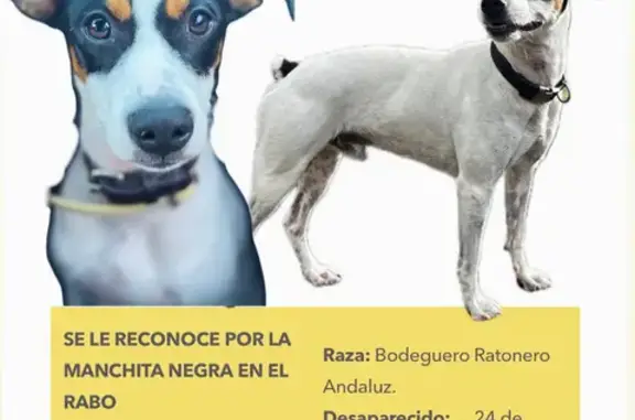 Perros perdidos, , foto: ¡Ayuda! Ratonero Bodeguero Perdido en Pereiró