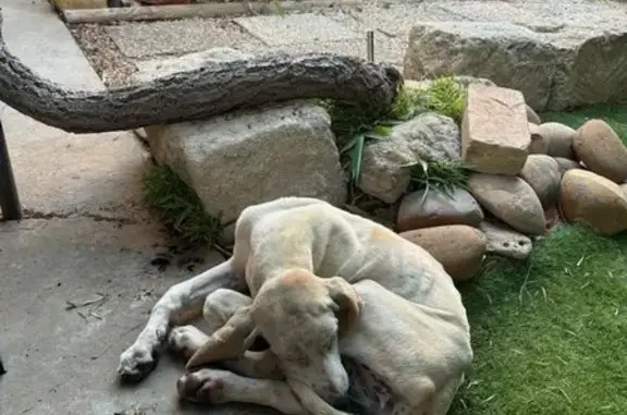 Chienne beige maigre trouvée Chemin des Issanes - photo