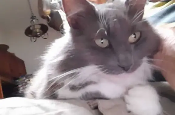 Lost Ragdoll Cat: Silver, White Chest - Manningham