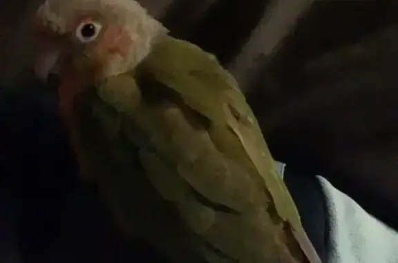 Lost Pineapple Conure - Answers to Remy