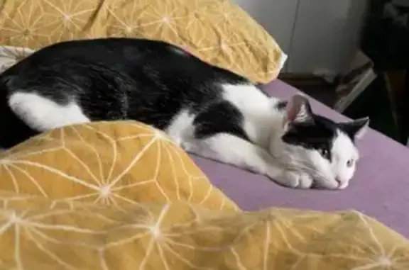 Chat perdu, Remoulins, photo: Chat perdu noir et blanc à Remoulins