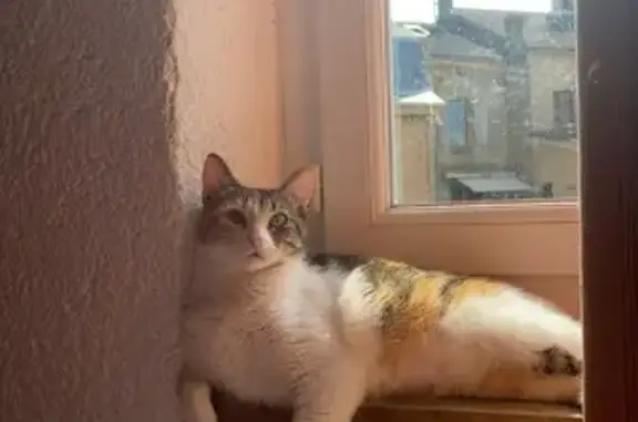 Chat perdu, Saint-Céré, photo: Chatte tricolore disparue à Saint-Céré