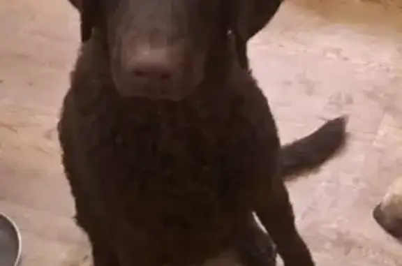 Lost Liver-Colored Curly Coated Retriever - Strathfield