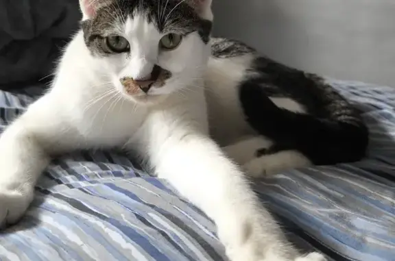 Chat perdu Impasse des Pommiers à Bœrsch - photo