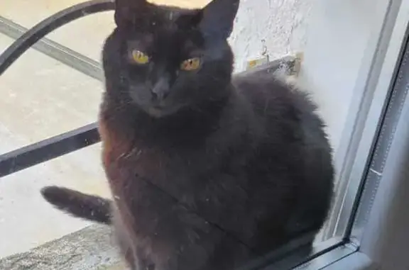 Animaux perdus Bordeaux, photo: Chat européen noir perdu à Bordeaux