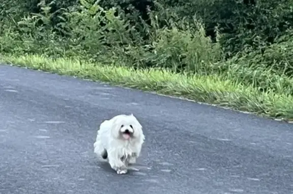 Petit bichon blanc trouvé à Lissac-sur-Couze - photo