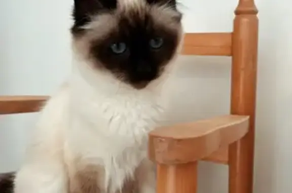 Animaux perdus Ondres, photo: Chat Sacré de Birmanie perdu à Ondres