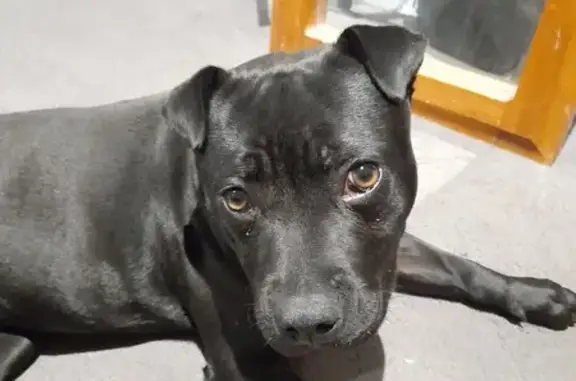 Missing Black Staffy - Leslie Street, Brimbank