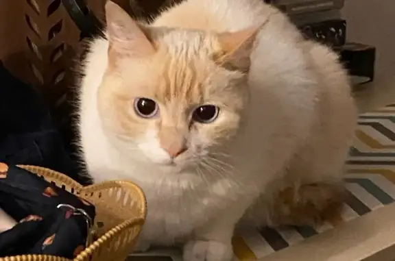 Jeune chat crème trouvé à Lille - photo