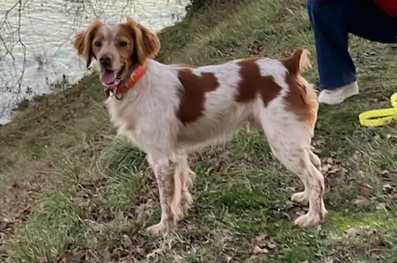 Chien perdu , photo : Epagneul Breton perdu à Marchenoir