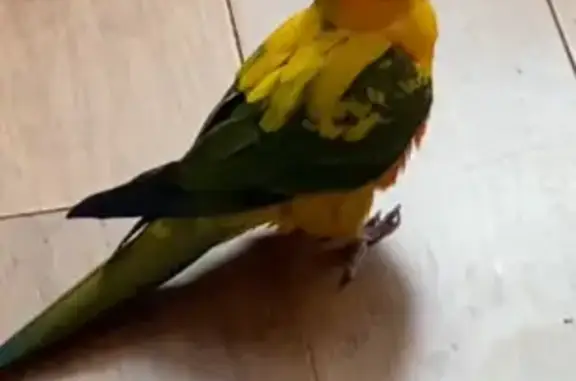 Animaux perdus Nieppe, photo: Conure soleil jaune perdue à Nieppe
