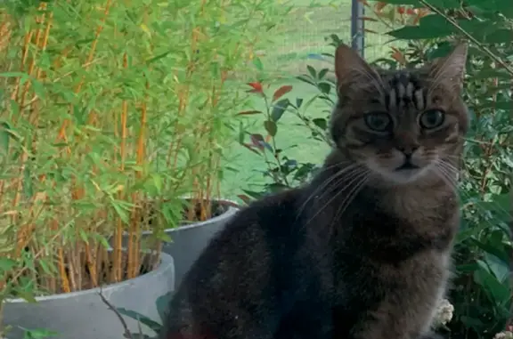 Chat perdu, Jouy-le-Potier, photo: Chatte disparue à Jouy-le-Potier