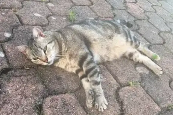Animaux perdus Saint-Avertin, photo: Chat tigré Socrate perdu à Saint-Avertin