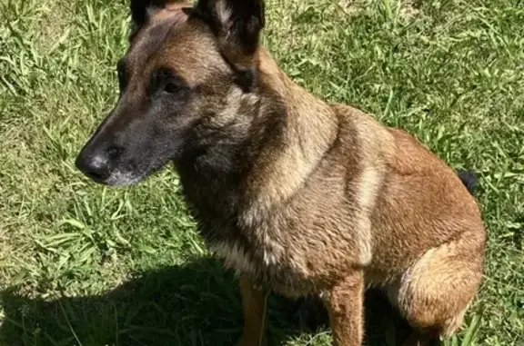 Chien trouvé , photo: Chien trouvé à La Souque, Pexiora