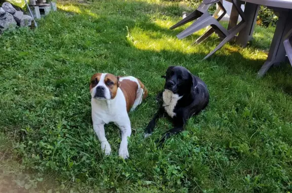 Deux chiens trouvés Route Innimond, Lhuis - photo