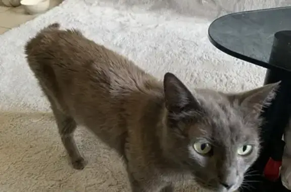 Chat trouvé Poitiers, photo: Chatte grise aux yeux verts trouvée à Poitiers