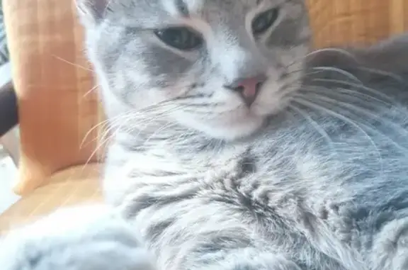 Animaux perdus Besançon, photo: Chat mâle castré disparu à Besançon