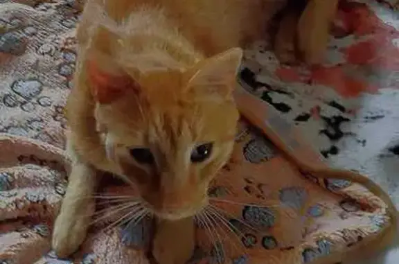Animaux perdus Villeneuve-Loubet, photo: Chat européen roux perdu, cicatrice joue droite