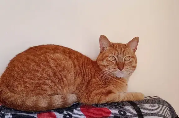 Gato Castrado Perdido en Vélez-Málaga