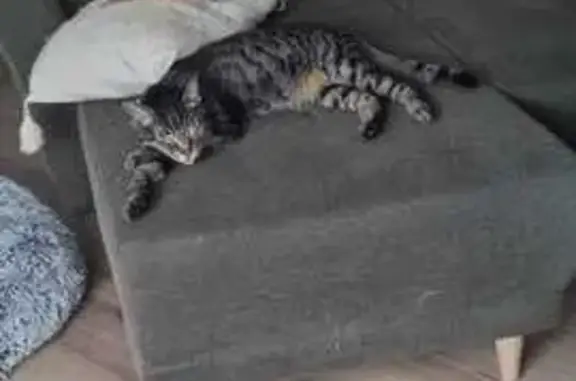 Chat européen tigre Natsu perdu, Le Cannet - photo
