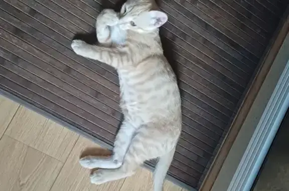 Urgente: Adopción Gatito Juguetón Naranja