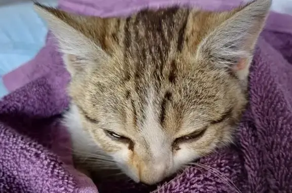 Chaton tigré femelle trouvé blessé à Montgermont - photo