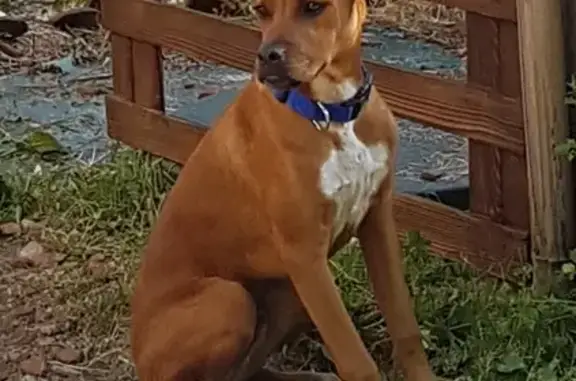 Animaux perdus Saintes, photo: Chien roux croisé boxer perdu à Saintes