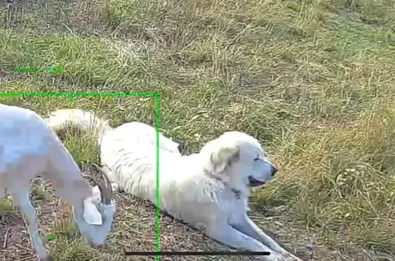 Missing Great Pyrenees - Casar, NC