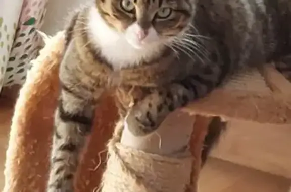 Chat perdu, La Jarrie, photo: Chatte tigrée perdue à La Jarrie