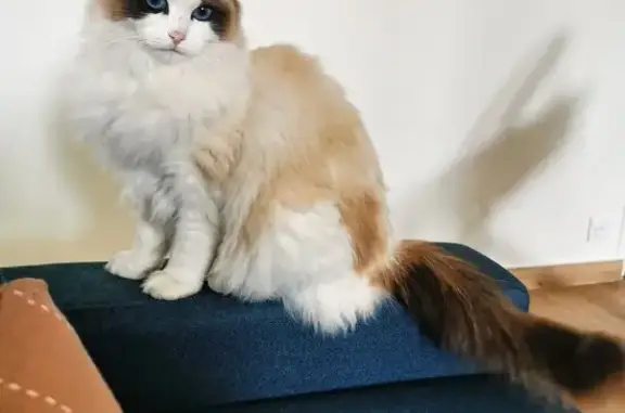 Animaux perdus Rueil-Malmaison, photo: Chatte Ragdoll disparue à Rueil-Malmaison