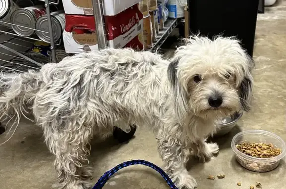 Found: Sweet Maltese Mix Near San Benito Cemetery