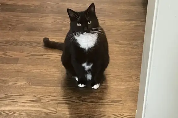 Lost Tuxedo Cat: Black Face, White Belly, Raleigh
