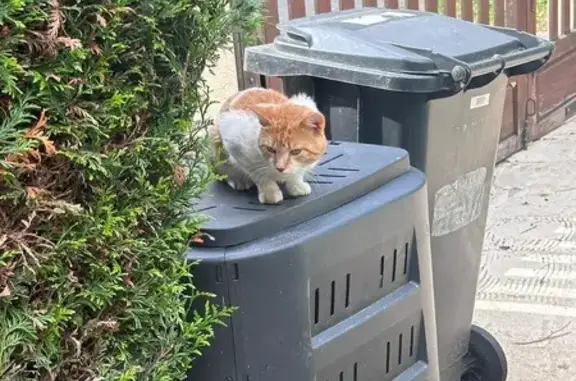 Chat trouvé Authon-du-Perche, photo: Chat roux et blanc trouvé, jeune mâle