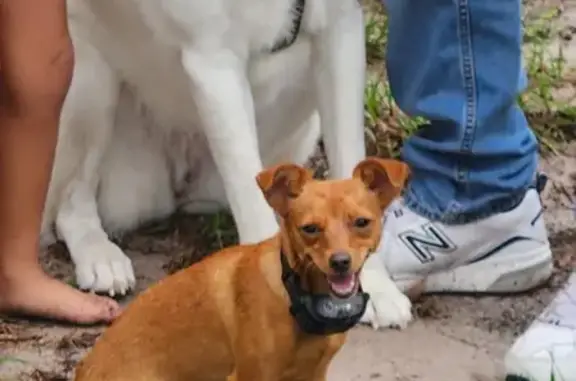 Lost Brown Dog 'Pequeña' - Desoto Rd, Sarasota