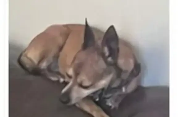 Help Find Sofia: Shy, Sweet Missing Dog
