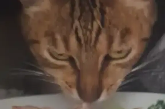 Animaux perdus , photo: Chatte tigre disparue à Saint-Germain-d'Esteuil