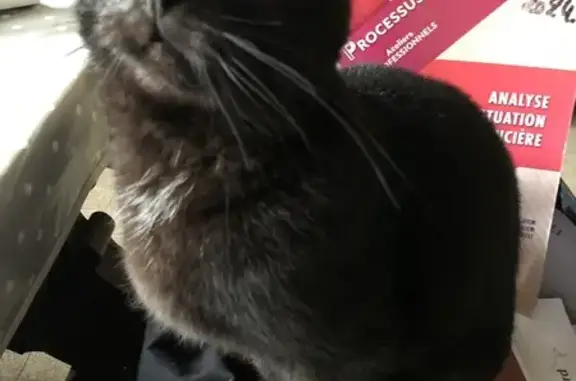 Animaux perdus Saint-Martin-Boulogne, photo: Chatte noire perdue Route de Saint-Omer