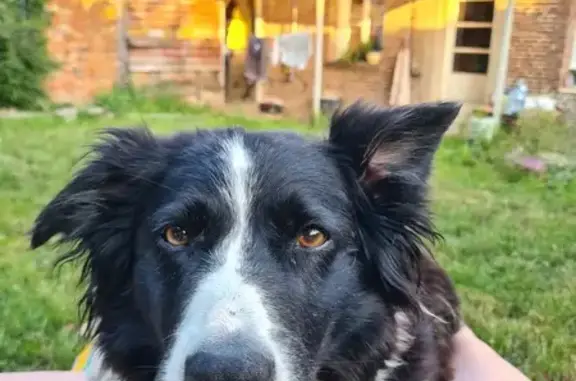 Chien perdu , photo : Chien malade disparu à Vieux-Rouen-sur-Bresle