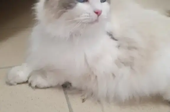 Chat trouvé Juziers, photo: Ragdoll trouvé Rue Blanche Pierre, Juziers