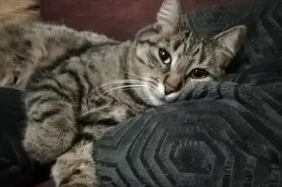 Chat perdu, Orléans, photo: Chat gris tigré perdu à Orléans
