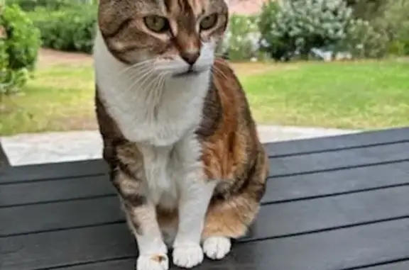 Animaux perdus Lumio, photo: Chatte écaille perdue à Sant Ambroggio