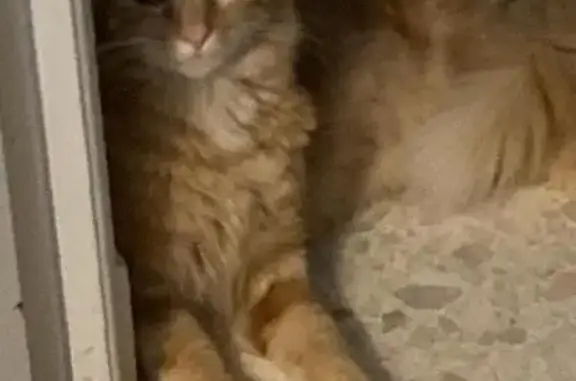 Animaux perdus Brive-la-Gaillarde, photo: Chat roux poils longs disparu à Brive