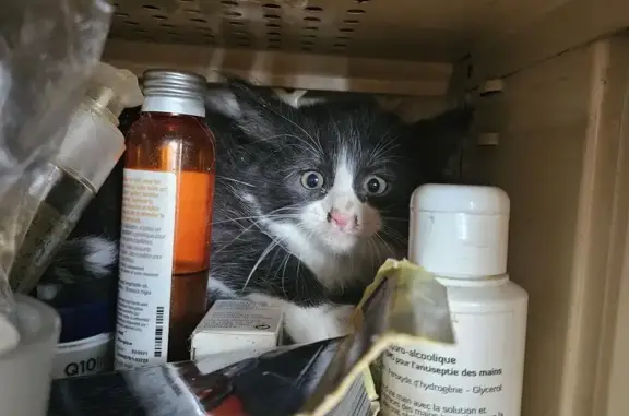 Chatonne trouvée à Mallièvre, contactez-nous - photo