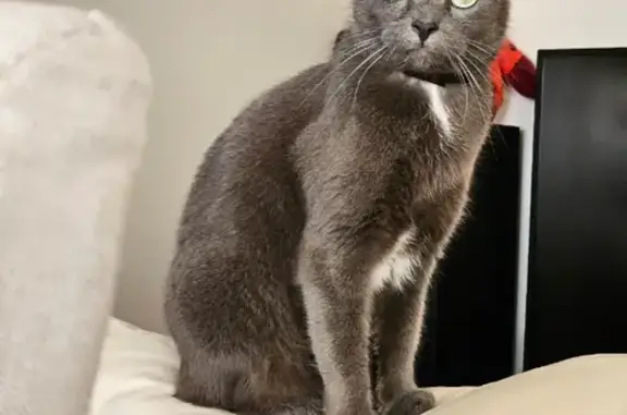 Animaux perdus Saint-Herblain, photo: Chatte grise perdue près du parc Angevinière