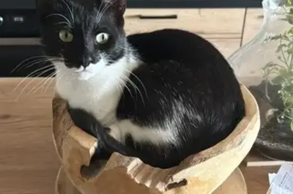 Chat perdu, , photo: Chat noir et blanc perdu à Sotta