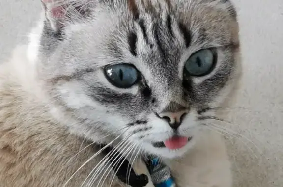 Chat perdu, , photo: Chat européen crème et marron disparu