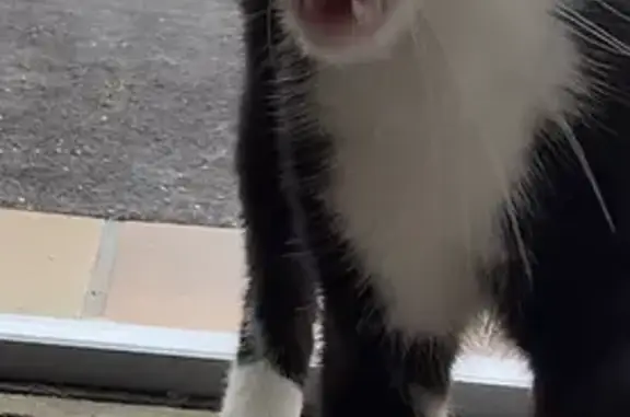 Chat européen trouvé, mince, gentil, curieux - photo