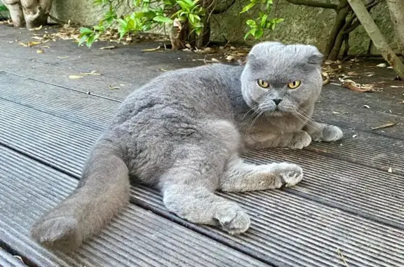 Chat mâle castré trouvé sans collier à Gigean - photo