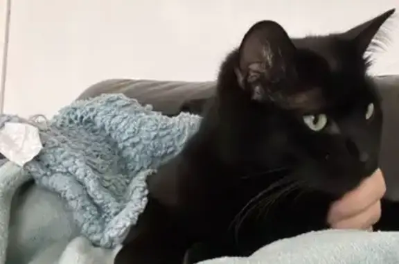 Animaux perdus Taverny, photo: Chat noir de 3 ans perdu à Taverny